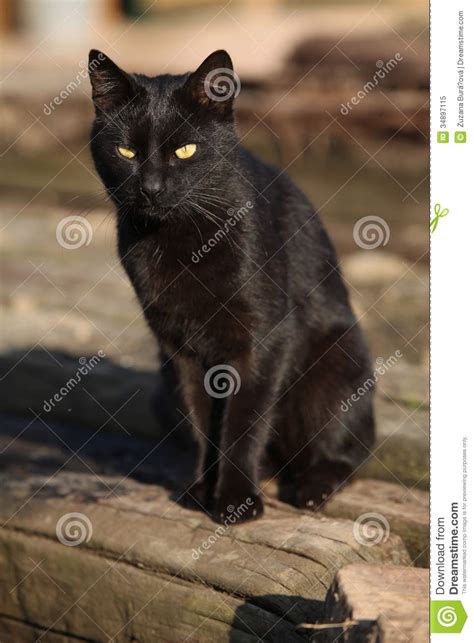 Nice black cat sitting stock image. Image of sitting ...