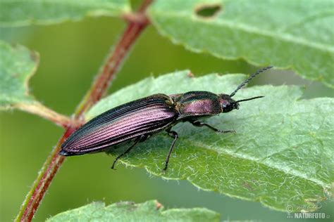 Click Beetle Photos, Click Beetle Images, Nature Wildlife Pictures ...