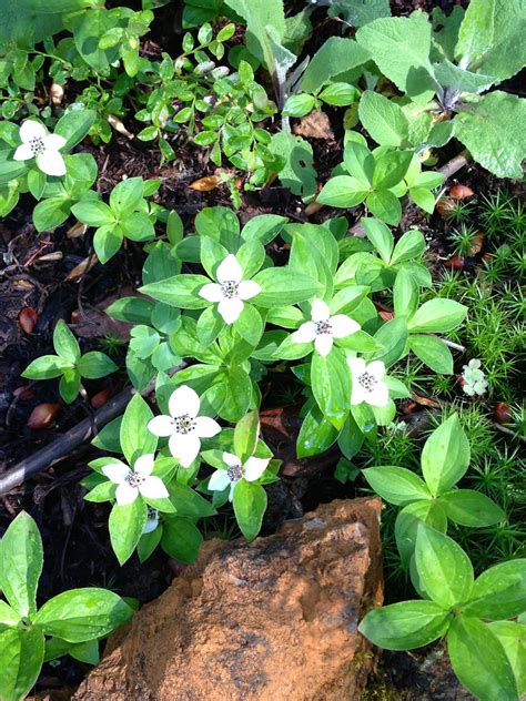 Bunchberry, a pacific northwest beauty growing in my garden | Plants ...