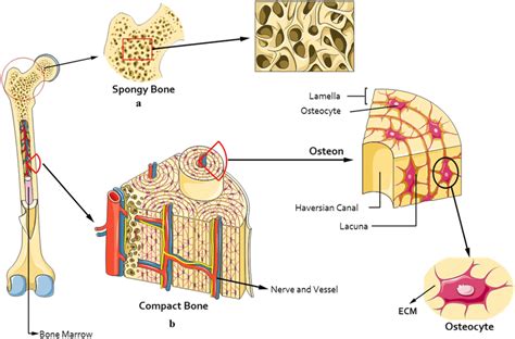 Compact And Spongy Bone Diagram