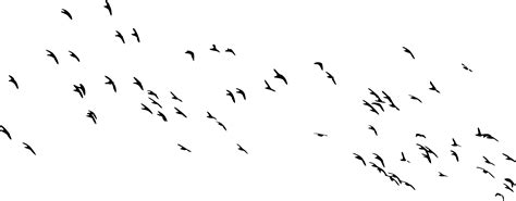 Flock Of Birds Png Free Image Png All Png All