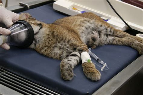 Animal Health