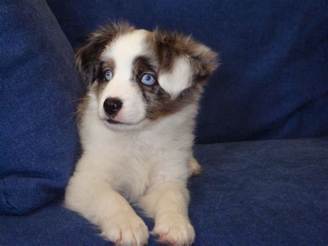 Shiloh Shepherd Puppies For Sale California Matthewmcewen