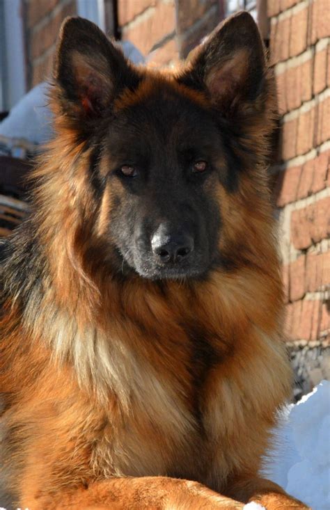 Longer coated german shepherds are not available in every litter born. Siena vom Grunwald Haus Long Coat German Shepherd Dog ...