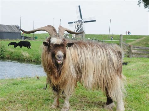 Dutch Landrace Goat Breed Information Farmer