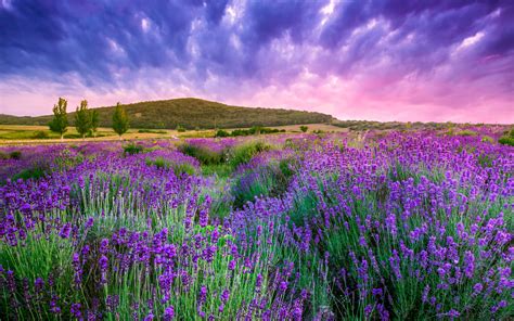 Lavender Field Image Abyss