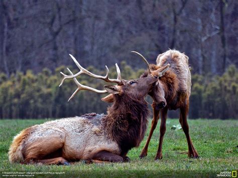 Animals National Geographic Elk Baby Animals Wallpapers Hd Desktop