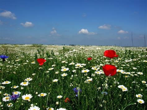 X Daisies Poppies Field Flowers Nature Sky Clouds