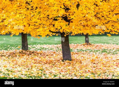 Norway Maple Trees Acer Platanoides In Autumn Color Leaves On The