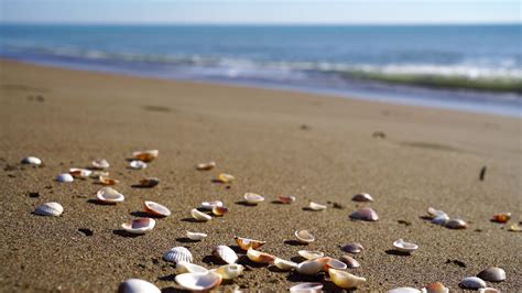 Seashells And Beach Waves Moving 4k Relaxing Screensaver Youtube