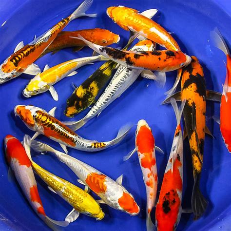 Specialty Japanese Koi Fish Fish Pond Supplies