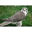Prairie Falcon Facts Pictures Habitat Predators