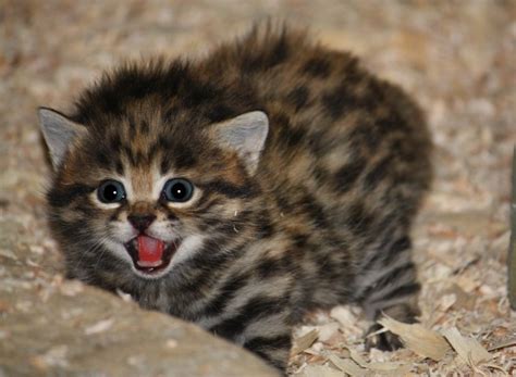 Ferocious Black Footed Kittens At Cleveland Metroparks Zoo Zooborns