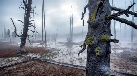 964644 Gloomy Swamp Trees Wet Moss Overcast Mist Dead Trees