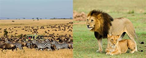 Expert Guide On Serengeti National Park In Northern