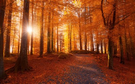 Wallpaper Sunlight Trees Landscape Forest Fall Leaves Nature
