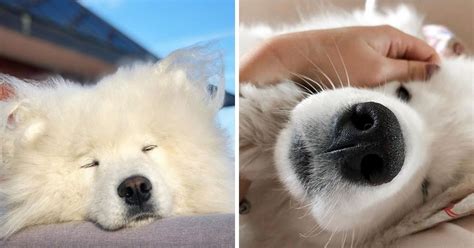 15 Funny Pictures Explaining Why We Love Samoyed Dogs So Much The Paws