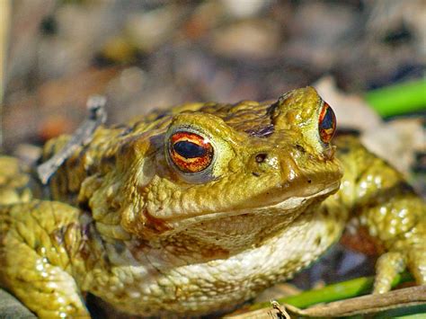 Frog Toad Amphibians Free Photo On Pixabay Pixabay