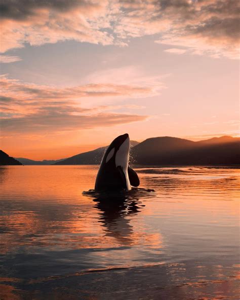 Orca Whale Leaping Out Of The Water Norway Rpics