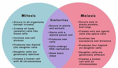 Mitosis vs Meiosis: 14 Main Differences Along With Similarities
