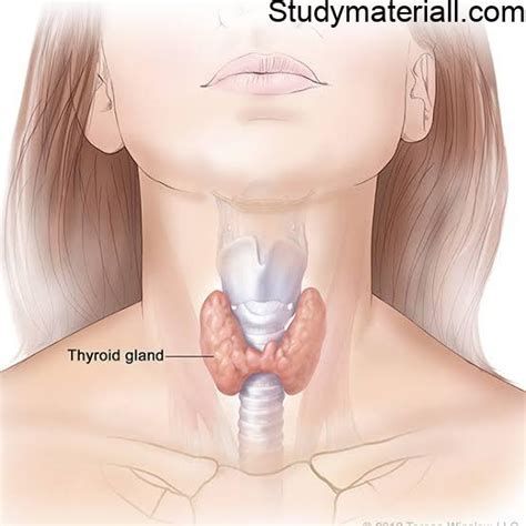 What Is Hyperthyroidism Causes Of Thyroid Signs And Symptoms Of Thyroid Thyroid Diagnosis