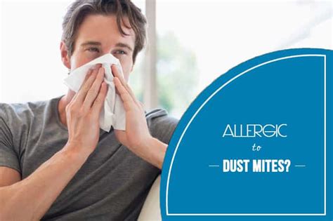 Dust Mite Allergies Everything You Need To Know Blooming Air
