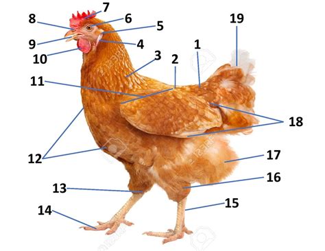 Parts Of A Hen External Diagram Quizlet