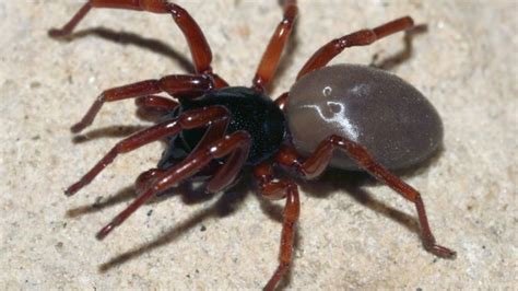 New Kind Of Six Eyed Spider Found Bbc News
