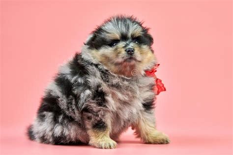 We did not find results for: Pomeranian Spitz Puppy On Pink Background Stock Photo ...