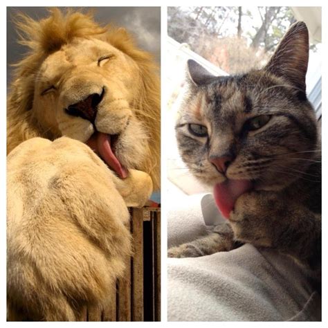 What My Cat Thinks She Looks Like Vs What She Actually Looks Like Cats