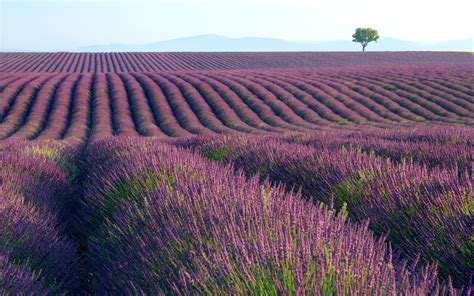 43 Lavender Fields Wallpaper Wallpapersafari