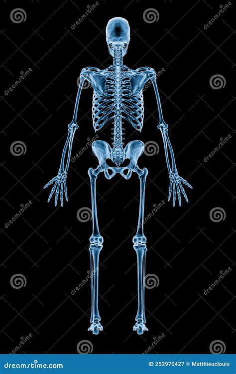 Xray Image Of Posterior Or Back View Of Full Human Skeletal System Or