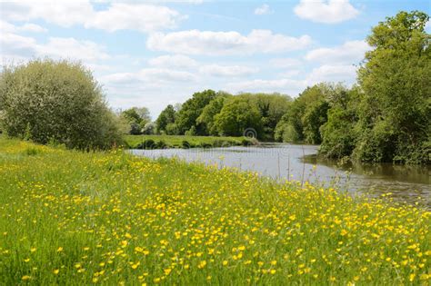 River Flowing Through A Meadow Stock Photo Image Of Flower Lush