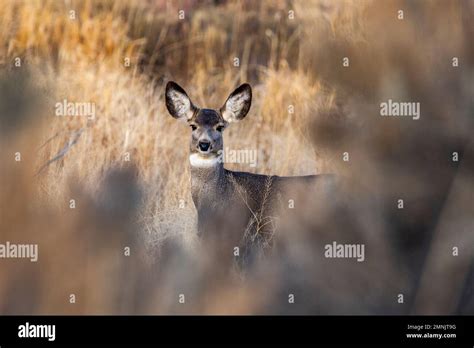 Female Mule Deer Hi Res Stock Photography And Images Alamy