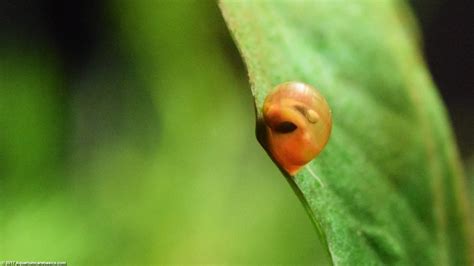 How do you get them in your home? Ramshorn Snail Care, Size, Food, Reproduction, Lifespan ...