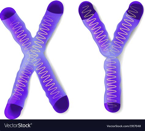 Y Chromosome Clipart Vector Graphics Y Chromosome Eps Clip Art My Xxx Hot Girl