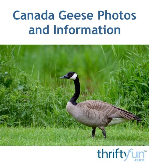 This possibility of extinction lead to the migratory bird act in which the canadas are still protected under. Canada Geese Photos and Information | ThriftyFun