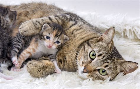 Cat Mothers Puppies