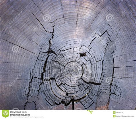 Cracked Pine Tree Trunk In Cross Section Stock Photo Image Of Circle
