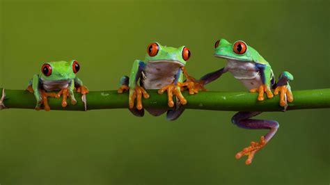 4k Frog Wallpaper Kolpaper Awesome Free Hd Wallpapers