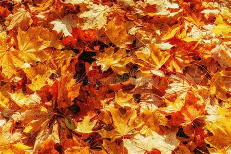 Yellow Orange And Red Autumn Leaves In Fall Park Stock Image Image