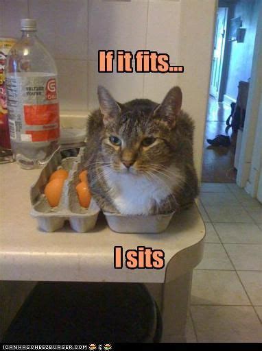 Oh Cats Funny Animal Pictures Cute Funny Animals Funny Cute Cute
