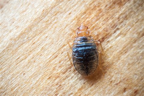 Scabies Vs Bed Bugs How To Tell The Difference Pest Control Gurus