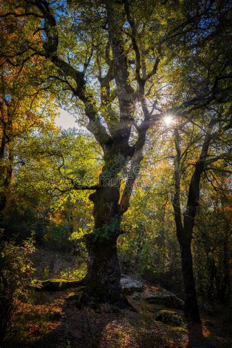The Sun Shining Through A Majestic Green Oak Tree In The Forest Stock