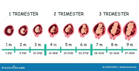 Embryo Development Stage Timeline Infographic Stock Vector