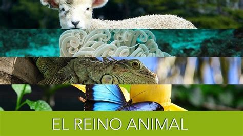 Reino Animal O Animalia Características Y Clasificación De Los