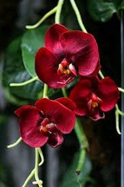 Burgundy Butterfly Orchid Seeds Red Orchids Orchid Seeds Beautiful Flowers Pictures