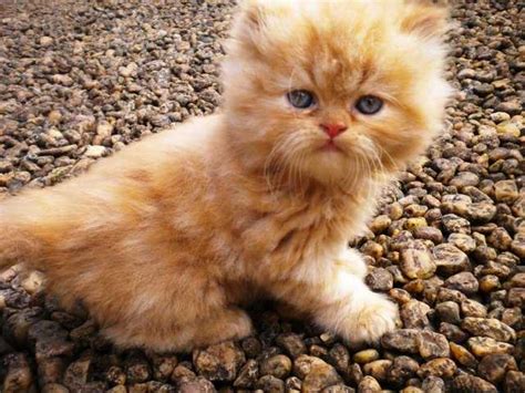 Persian Long Hair Kittens And Adults For Sale Adoption