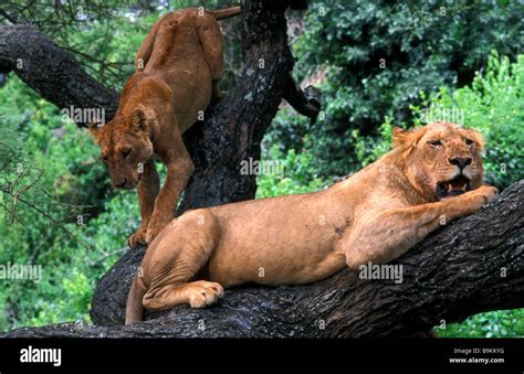 Lions In Tree Lake Manyara Tanzania Stock Photo Alamy
