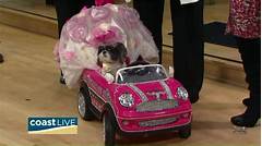 Sacramentos Pet Paradise Unleash The Magic Of Finding Your Dream Pet